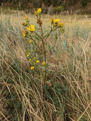 Grindelia integrifolia