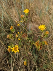 Grindelia integrifolia