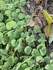 Dichondra