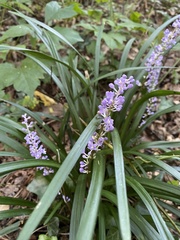 Liriope