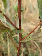 Grindelia integrifolia