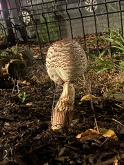 Agaricaceae