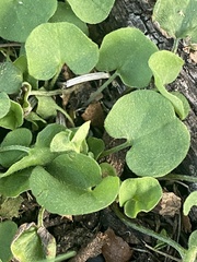 Dichondra