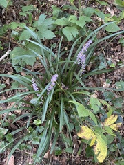 Liriope