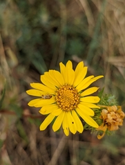 Grindelia integrifolia