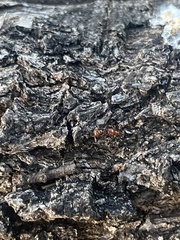 Crematogaster laeviuscula