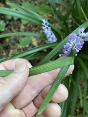 Liriope