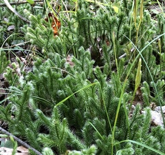 Lycopodium clavatum