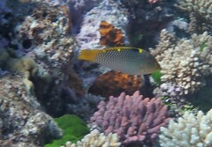 Halichoeres hortulanus