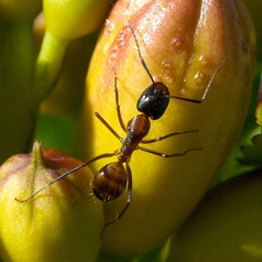 Camponotus americanus