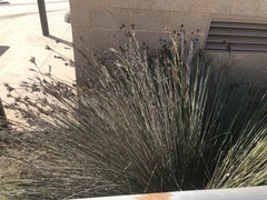 Juncus acutus