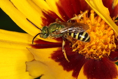 Agapostemon