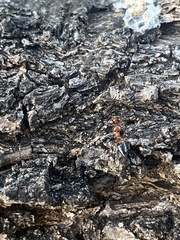 Crematogaster laeviuscula