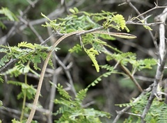 Oxybelis microphthalmus