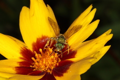 Agapostemon