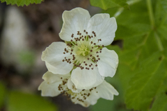Rubus caesius