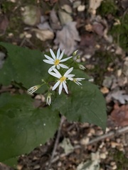 Eurybia
