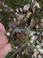 Eurybia