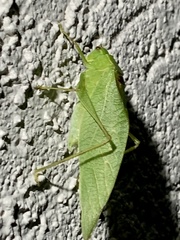 Microcentrum retinerve