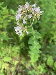 Origanum vulgare
