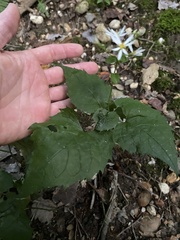 Eurybia