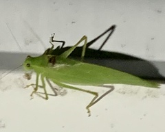 Microcentrum retinerve