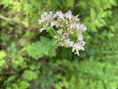 Origanum vulgare