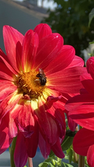 Melissodes bimaculatus