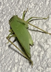 Microcentrum retinerve