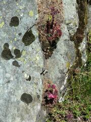 Sempervivum arachnoideum