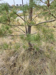 Pinus banksiana