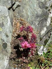 Sempervivum arachnoideum