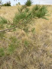 Pinus banksiana