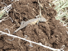Sceloporus dixoni