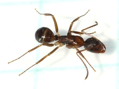 Camponotus subbarbatus