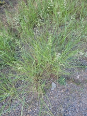 Eragrostis echinochloidea