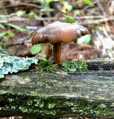 Laccaria bicolor