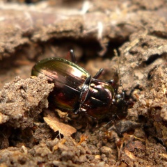 Pterostichus burmeisteri
