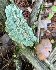 Laccaria bicolor