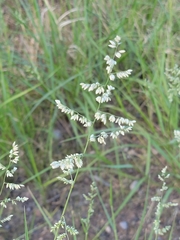 Eragrostis echinochloidea