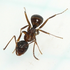 Camponotus subbarbatus