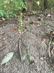 Spiranthes ovalis erostellata