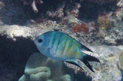 Abudefduf whitleyi