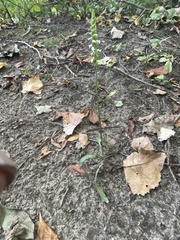 Spiranthes ovalis erostellata