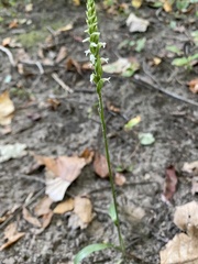 Spiranthes ovalis erostellata