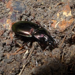 Pterostichus burmeisteri