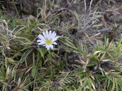 Aster takasagomontanus
