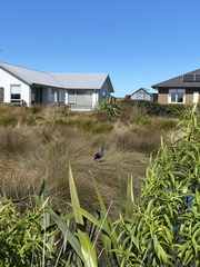 Porphyrio melanotus melanotus