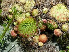 Sempervivum globiferum