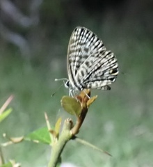Leptotes plinius